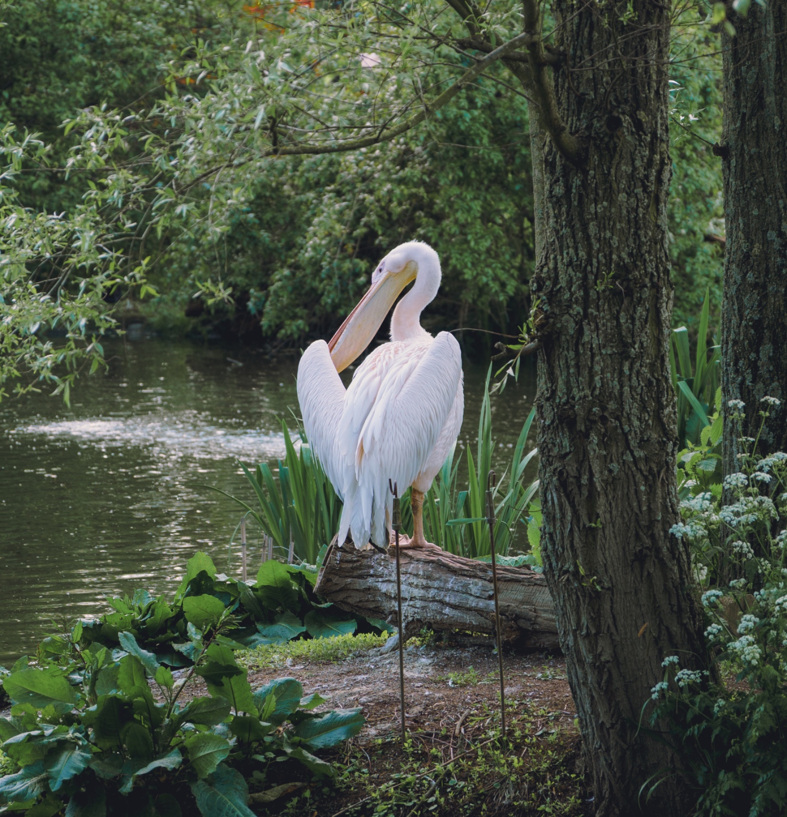 A Lone Pelican Grooming